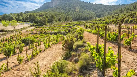 El vino de la DO Valencia roza el cielo con 99 puntos Parker El vino de la DO Valencia roza el cielo con 99 puntos Parker