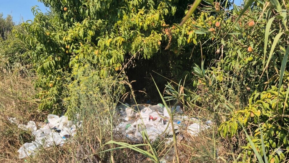 Maleza y basura en en las vías