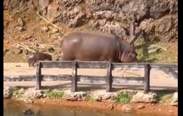 Nace una cría de hipopótamo a la vista de los visitantes del Parque de la Naturaleza de Cabárceno Nace una cría de hipopótamo a la vista de los visitantes del Parque de la Naturaleza de Cabárceno