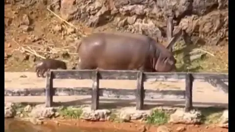 Nace una cría de hipopótamo a la vista de los visitantes del Parque de la Naturaleza de Cabárceno Nace una cría de hipopótamo a la vista de los visitantes del Parque de la Naturaleza de Cabárceno