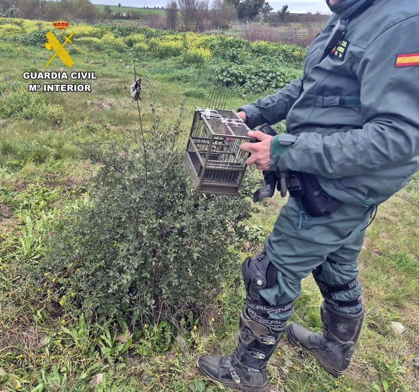 La Guardia Civil sorprende a un vecino de Mérida cazando jilgueros con pegamento y otras artes prohibidas La Guardia Civil sorprende a un vecino de Mérida cazando jilgueros con pegamento y otras artes prohibidas