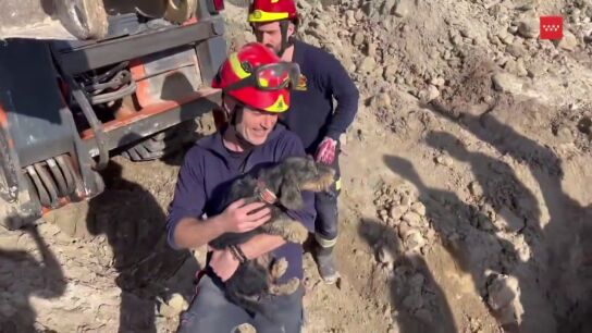 El v&iacute;deo del complejo rescate a una perra atrapada en una madriguera en Valdemoro