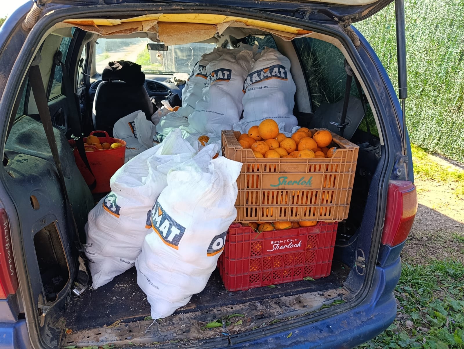 La Policía Local de Almassora intercepta a dos individuos cuando sustraían más de 200 kilos de naranjas La Policía Local de Almassora intercepta a dos individuos cuando sustraían más de 200 kilos de naranjas