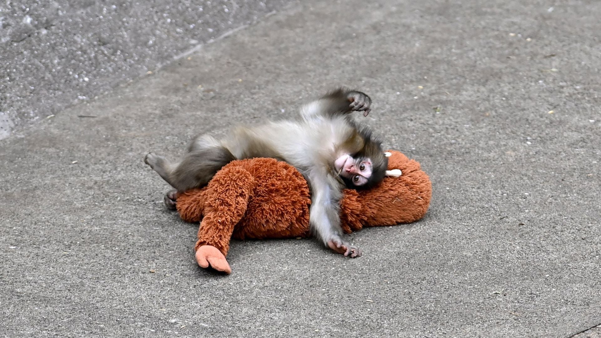 Un mono viral, su peluche y un experimento de hace 70 años: lo que Punch nos enseña sobre la teoría del apego Un mono viral, su peluche y un experimento de hace 70 años: lo que Punch nos enseña sobre la teoría del apego