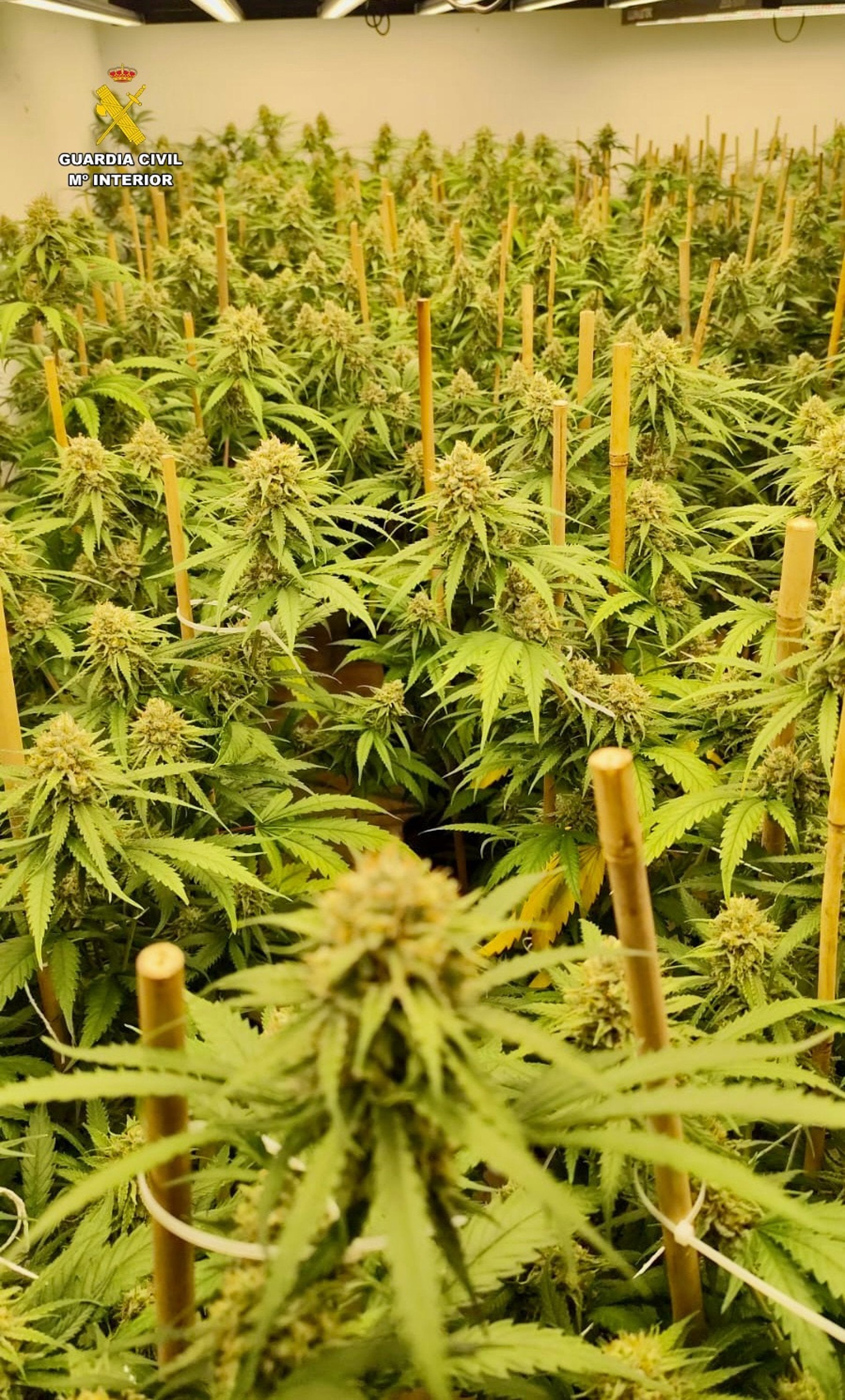 Incautan 382 plantas y 18 kilos de cogollos de marihuana en dos viviendas de la comarca Miajadas-Trujillo Incautan 382 plantas y 18 kilos de cogollos de marihuana en dos viviendas de la comarca Miajadas-Trujillo
