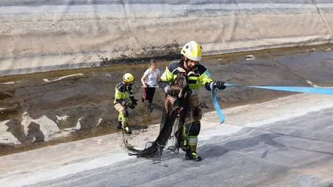 Bomberos de la Diputación de Cáceres rescatan a un podenco que había caído a un canal en Miajadas Bomberos de la Diputación de Cáceres rescatan a un podenco que había caído a un canal en Miajadas