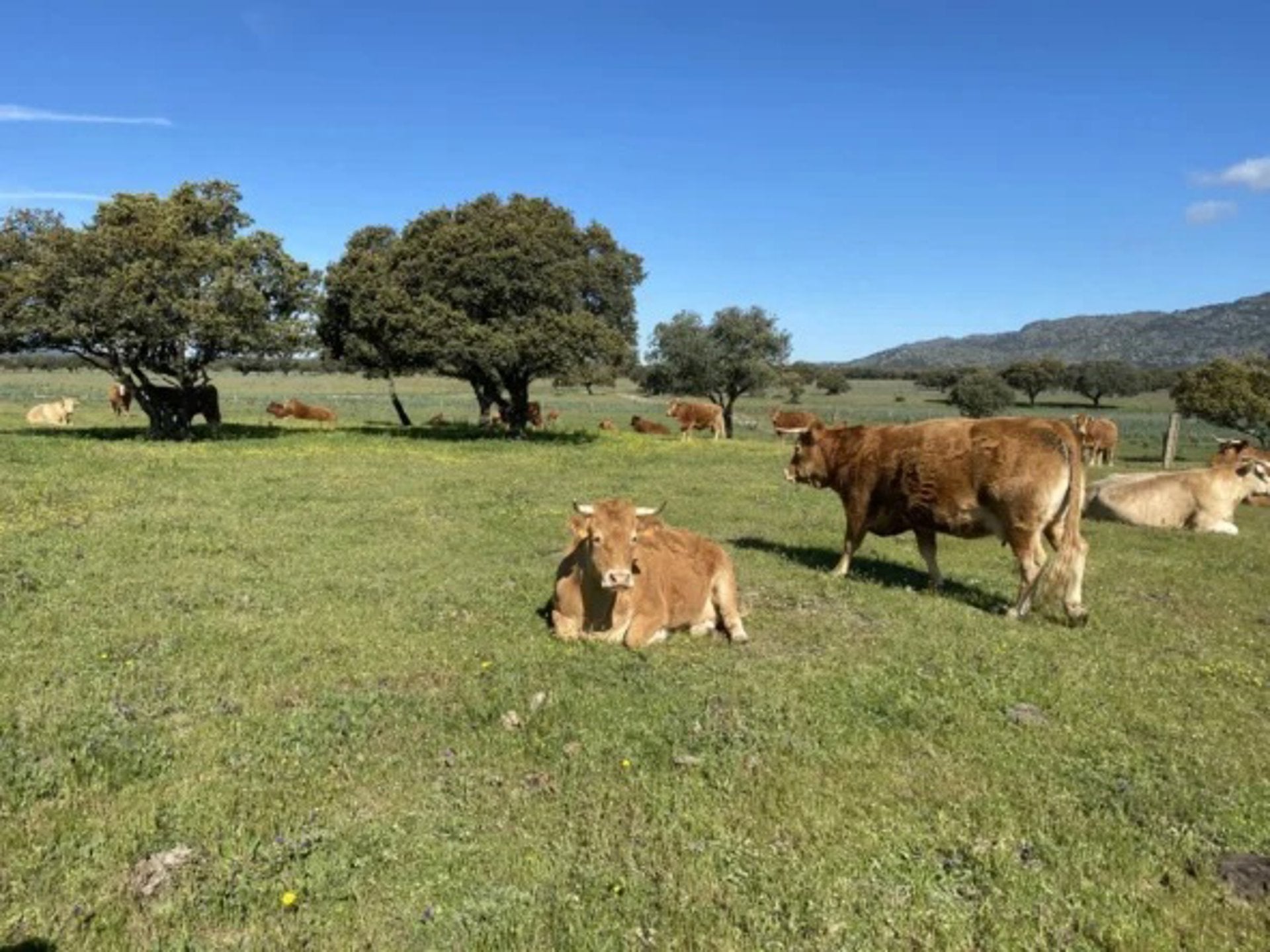 Investigadores de la Universidad de Extremadura analizan la huella de carbono de la ganadería extensiva en la dehesa extremeña Investigadores de la Universidad de Extremadura analizan la huella de carbono de la ganadería extensiva en la dehesa extremeña