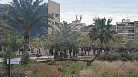 Palmera en el campus de Elche de la Universidad Miguel Hernández. Palmera en el campus de Elche de la Universidad Miguel Hernández.
