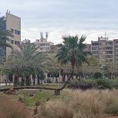 Palmera en el campus de Elche de la Universidad Miguel Hernández. 