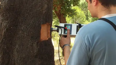 CICYTEX pone en marcha el Plan de Calas para estimar la calidad del corcho CICYTEX pone en marcha el Plan de Calas para estimar la calidad del corcho