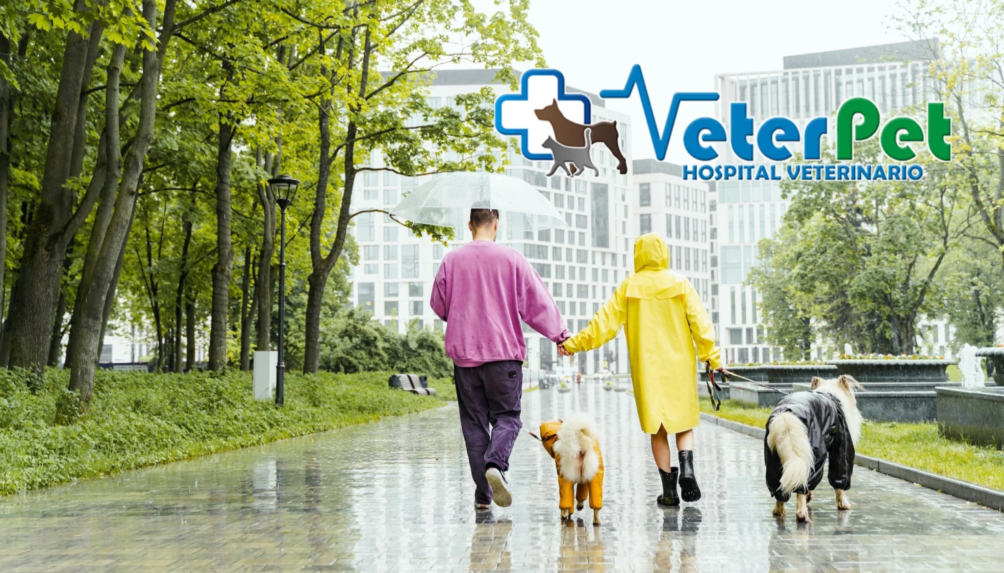 ¿Cómo afectan los cambios del tiempo y días de lluvia a tu mascota? Escucha los cuidados y recomendaciones de Ángel Osuna ¿Cómo afectan los cambios del tiempo y días de lluvia a tu mascota? Escucha los cuidados y recomendaciones de Ángel Osuna