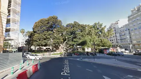 Ficus monumental de El Parterre obras