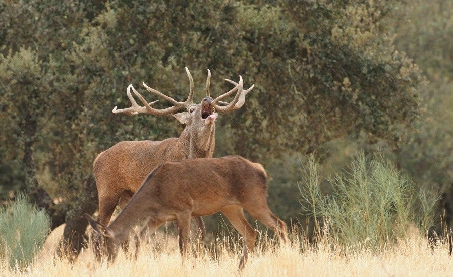 Extremadura participa de las nuevas licencias interautonómicas de caza y pesca, que serán válidas en 10 comunidades Extremadura participa de las nuevas licencias interautonómicas de caza y pesca, que serán válidas en 10 comunidades