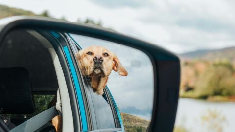Un perro asomado a la ventanilla de un coche