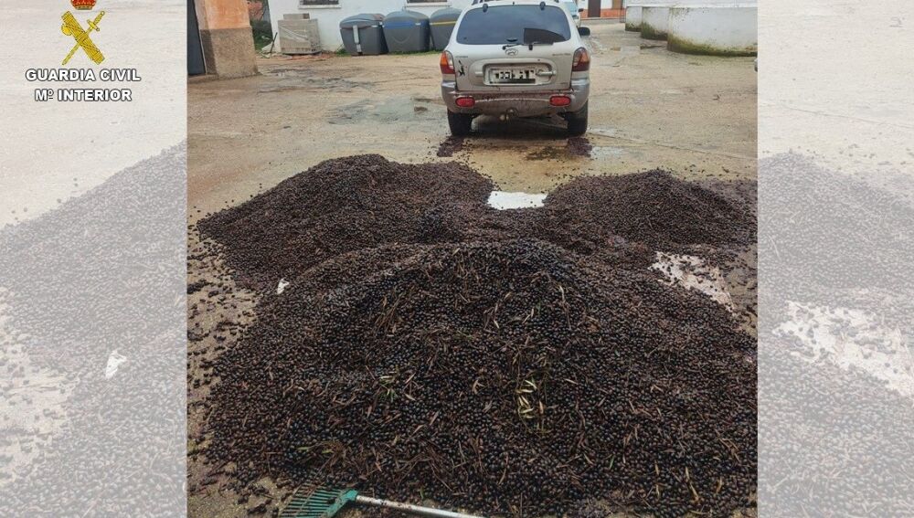 Aceituna que había hurtado el grupo criminal