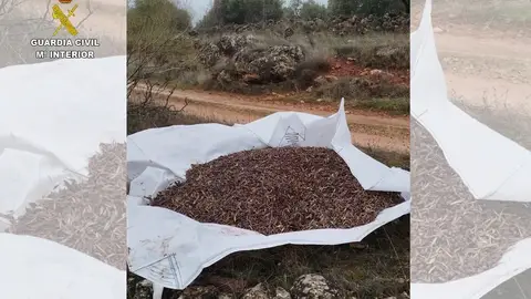 Aceituna que había hurtado el grupo criminal Aceituna que había hurtado el grupo criminal