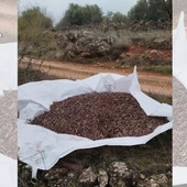 Aceituna que había hurtado el grupo criminal Aceituna que había hurtado el grupo criminal