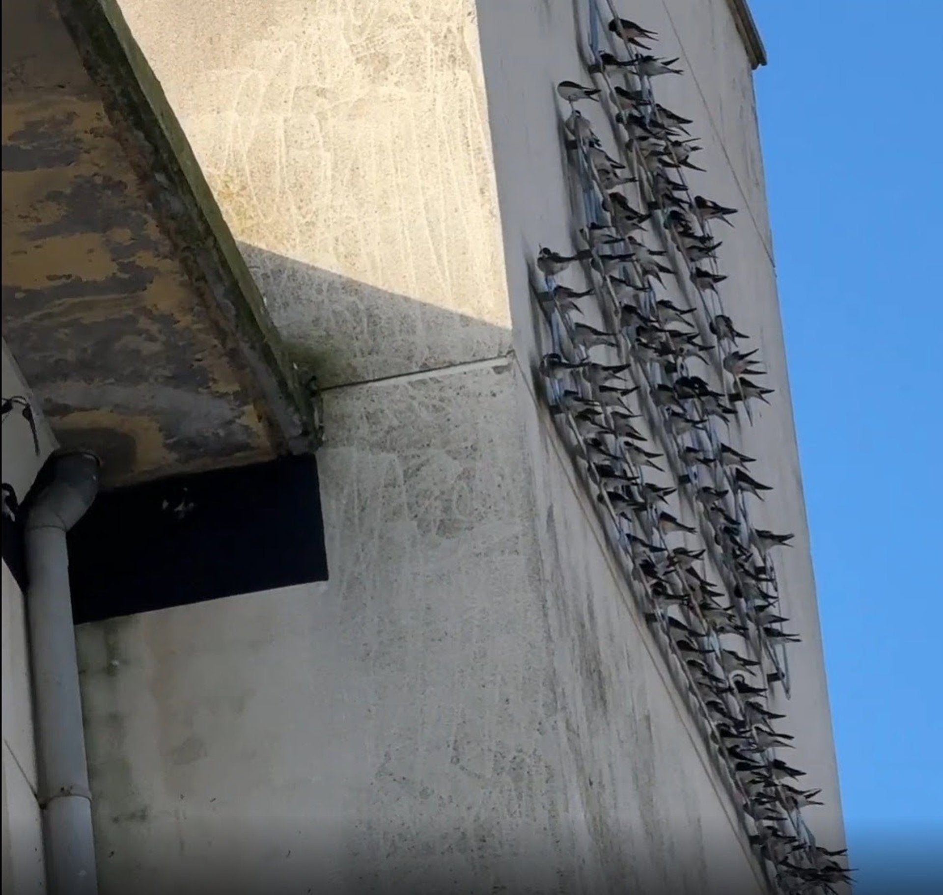 SEO/BirdLife advierte de la "destrucción masiva" de nidos de aves migratorias en Extremadura SEO/BirdLife advierte de la "destrucción masiva" de nidos de aves migratorias en Extremadura