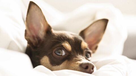 Perrito entre almohadas Perrito entre almohadas