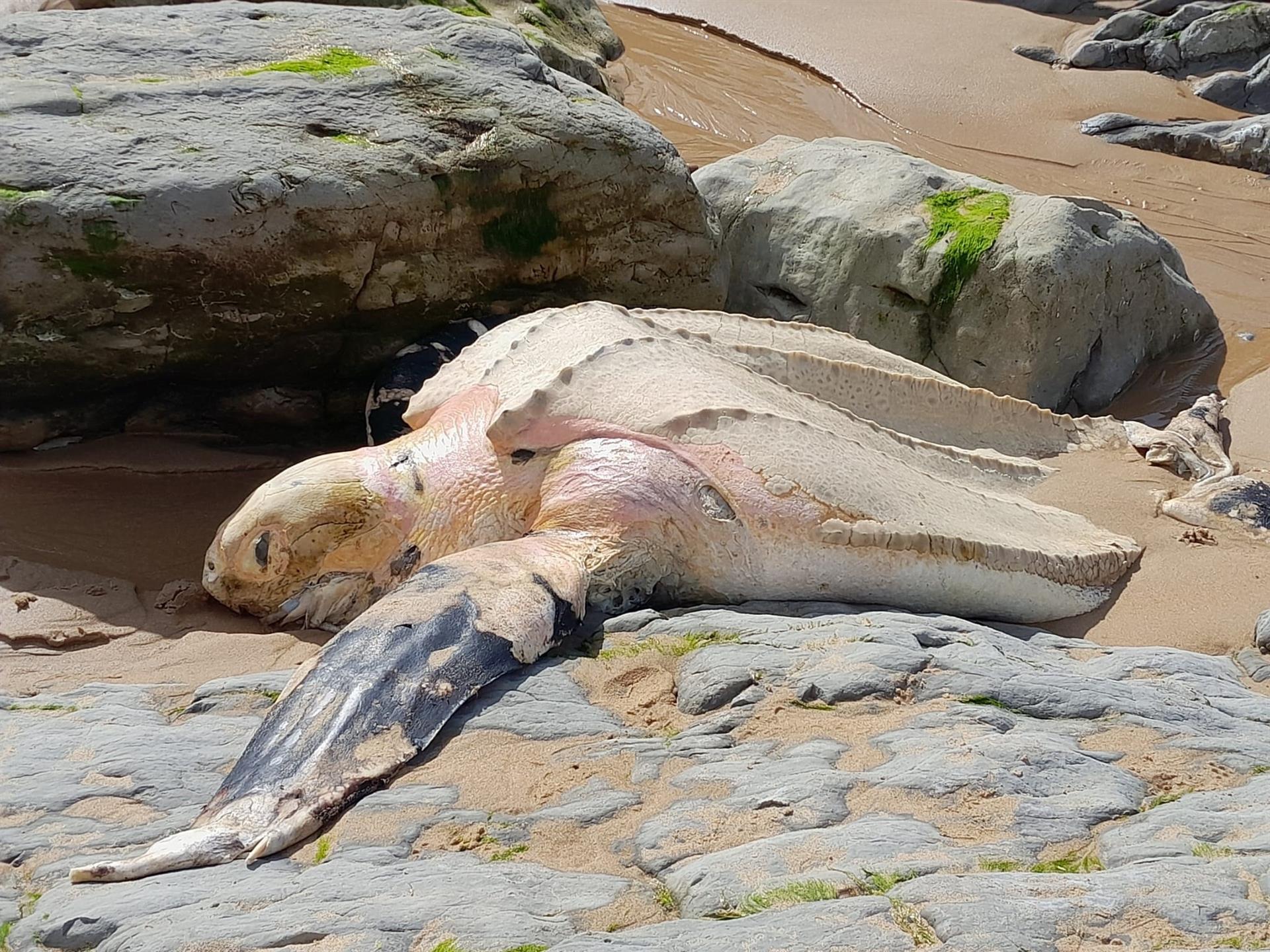 Aparece el cadáver de una tortuga laúd en la playa de Portio Aparece el cadáver de una tortuga laúd en la playa de Portio