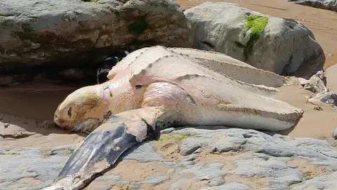 Aparece el cadáver de una tortuga laúd en la playa de Portio Aparece el cadáver de una tortuga laúd en la playa de Portio