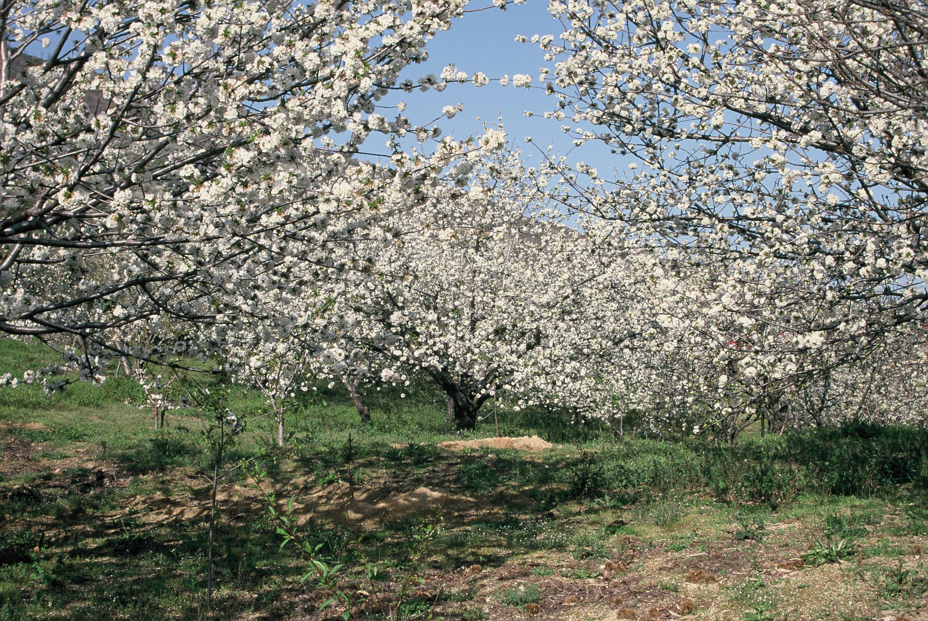 El Valle del Jerte se tiñe de blanco con la floración y la DOP Cereza del Jerte espera una “buena campaña” El Valle del Jerte se tiñe de blanco con la floración y la DOP Cereza del Jerte espera una “buena campaña”