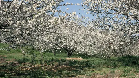 Cerezos en Flor en el Valle del Jerte Cerezos en Flor en el Valle del Jerte
