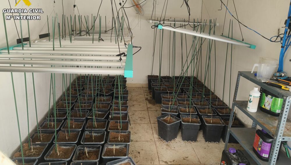 Plantación de marihuana en Almodóvar del Campo