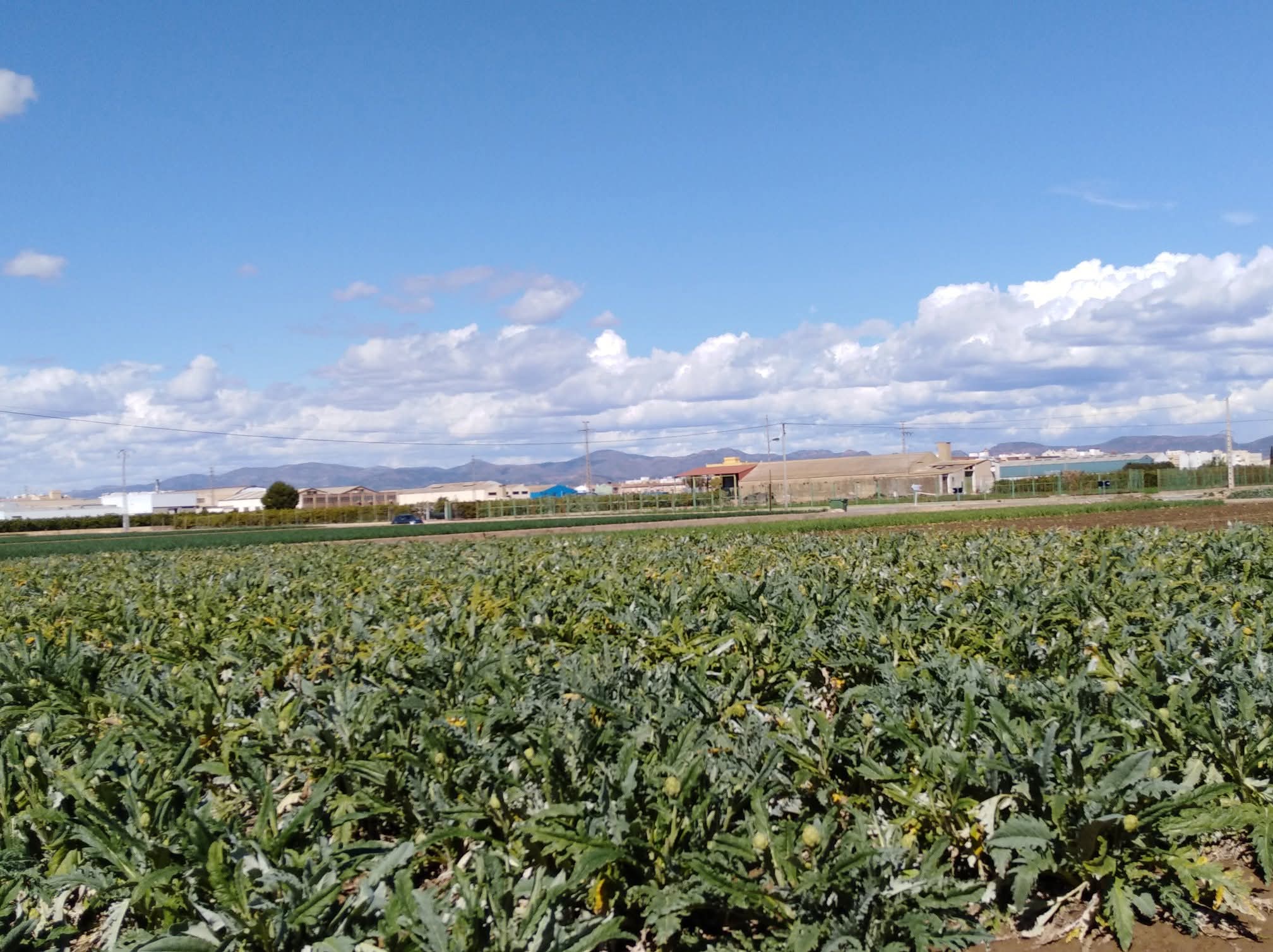 Per l'Horta denuncia que la Generalitat ha excluido de las ayudas directas a agricultores de l´Horta de València Per l'Horta denuncia que la Generalitat ha excluido de las ayudas directas a agricultores de l´Horta de València