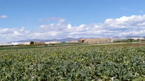 Campo de cultivo en l´Horta Nord. Campo de cultivo en l´Horta Nord.