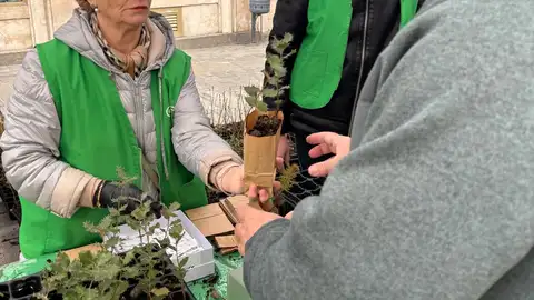 Promueve Palencia y AECC "plantan un árbol por la vida" .