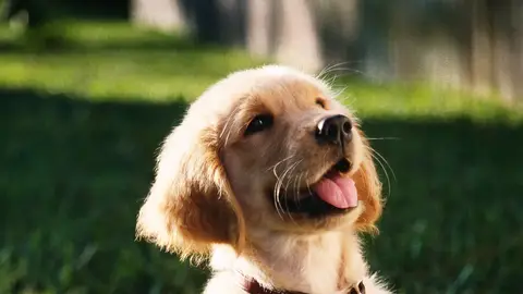 Un perro en un parque Un perro en un parque