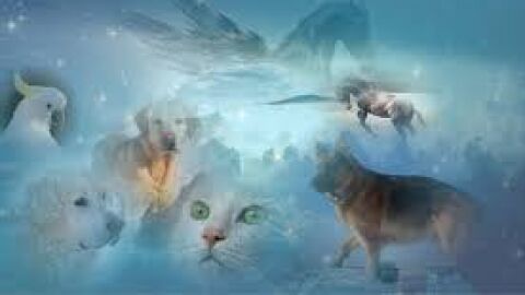 El alma de los animales