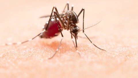 Un mosquito sobre la piel de una persona Un mosquito sobre la piel de una persona