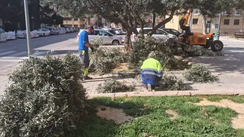 Comienza en Huesca la poda de olivos cuyas ramas se entregarán para el Domingo de Ramos Comienza en Huesca la poda de olivos cuyas ramas se entregarán para el Domingo de Ramos
