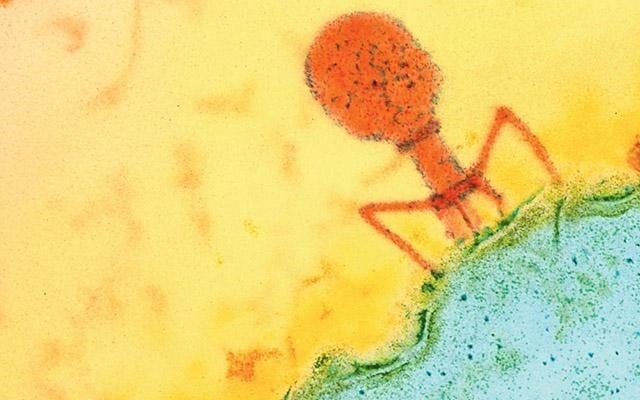 Imagen de un bacteriófago al microscopio Imagen de un bacteriófago al microscopio