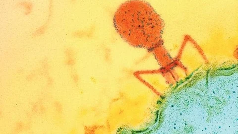 Imagen de un bacteriófago al microscopio