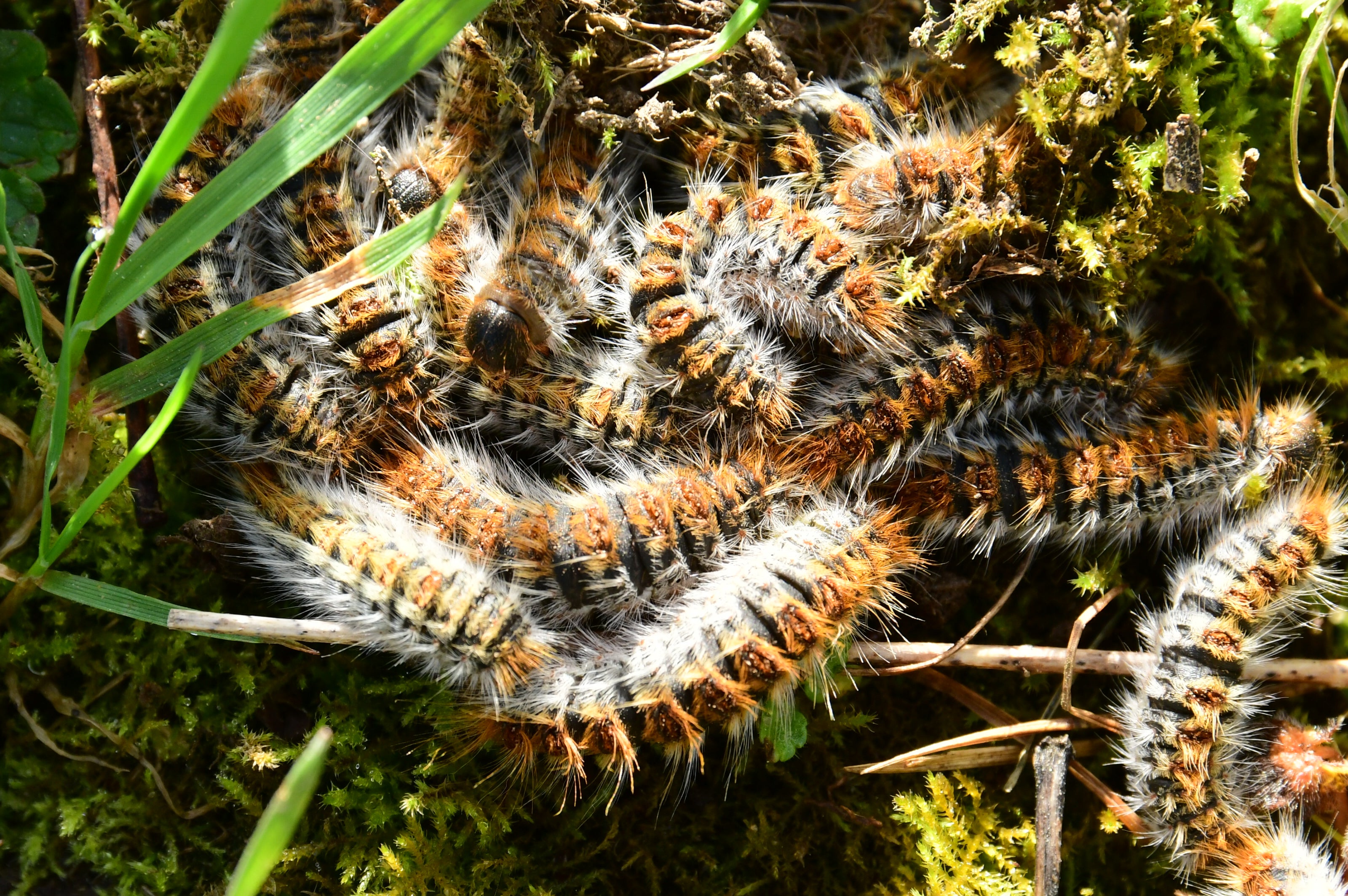 La Comunidad de Madrid alerta sobre las oruga procesionaria: "Extrema la precaución, especialmente con niños y mascotas" La Comunidad de Madrid alerta sobre las oruga procesionaria: "Extrema la precaución, especialmente con niños y mascotas"
