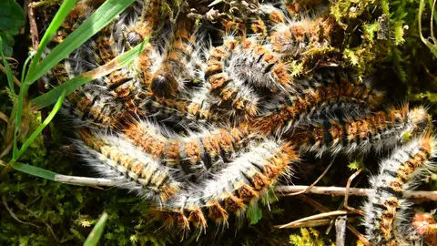 Orugas procesionarias juntándose entre la maleza Por qué las orugas procesionarias son peligrosas para niños y perros