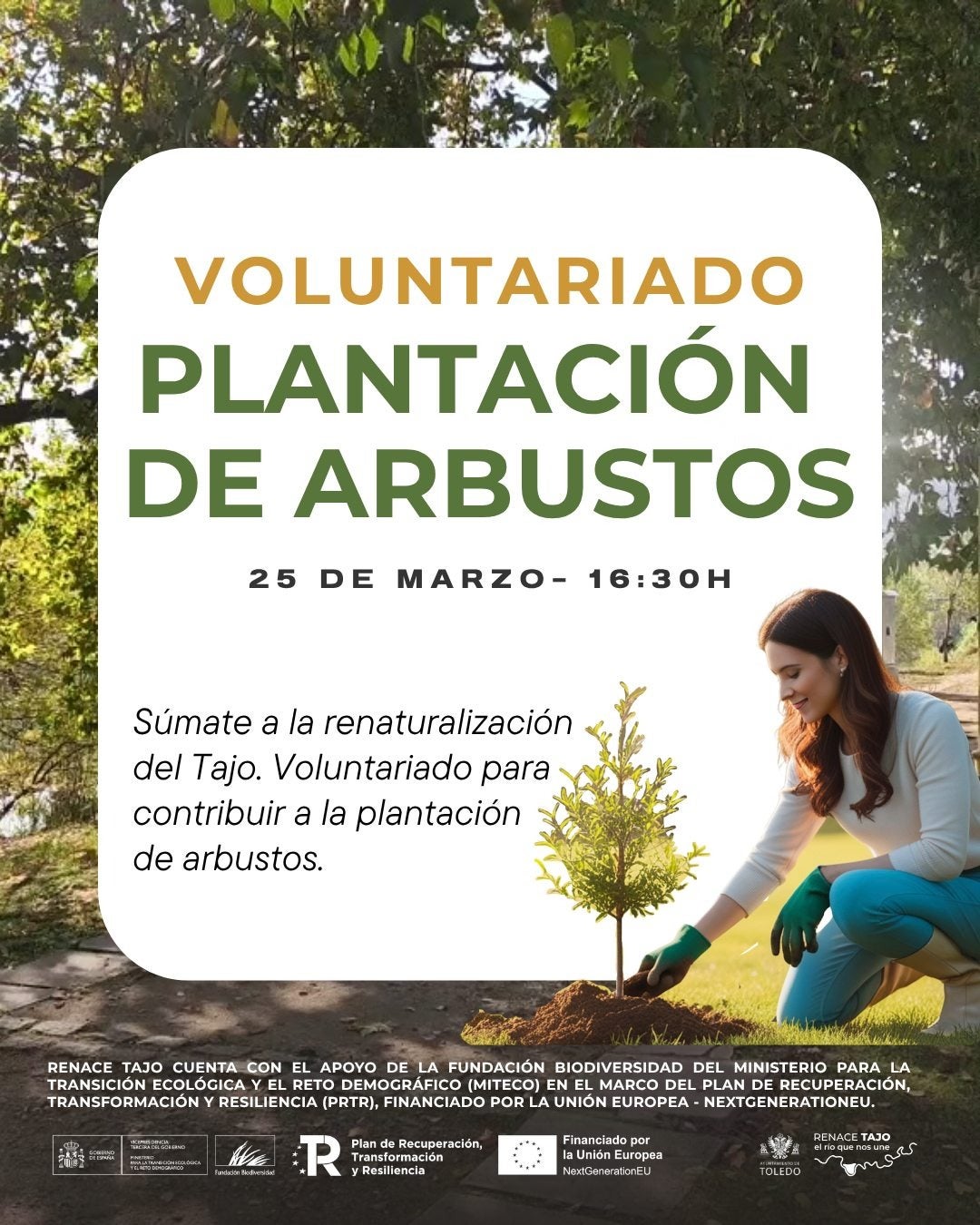 'Renace Tajo' prepara una nueva jornada de plantación de arbustos en Toledo 'Renace Tajo' prepara una nueva jornada de plantación de arbustos en Toledo