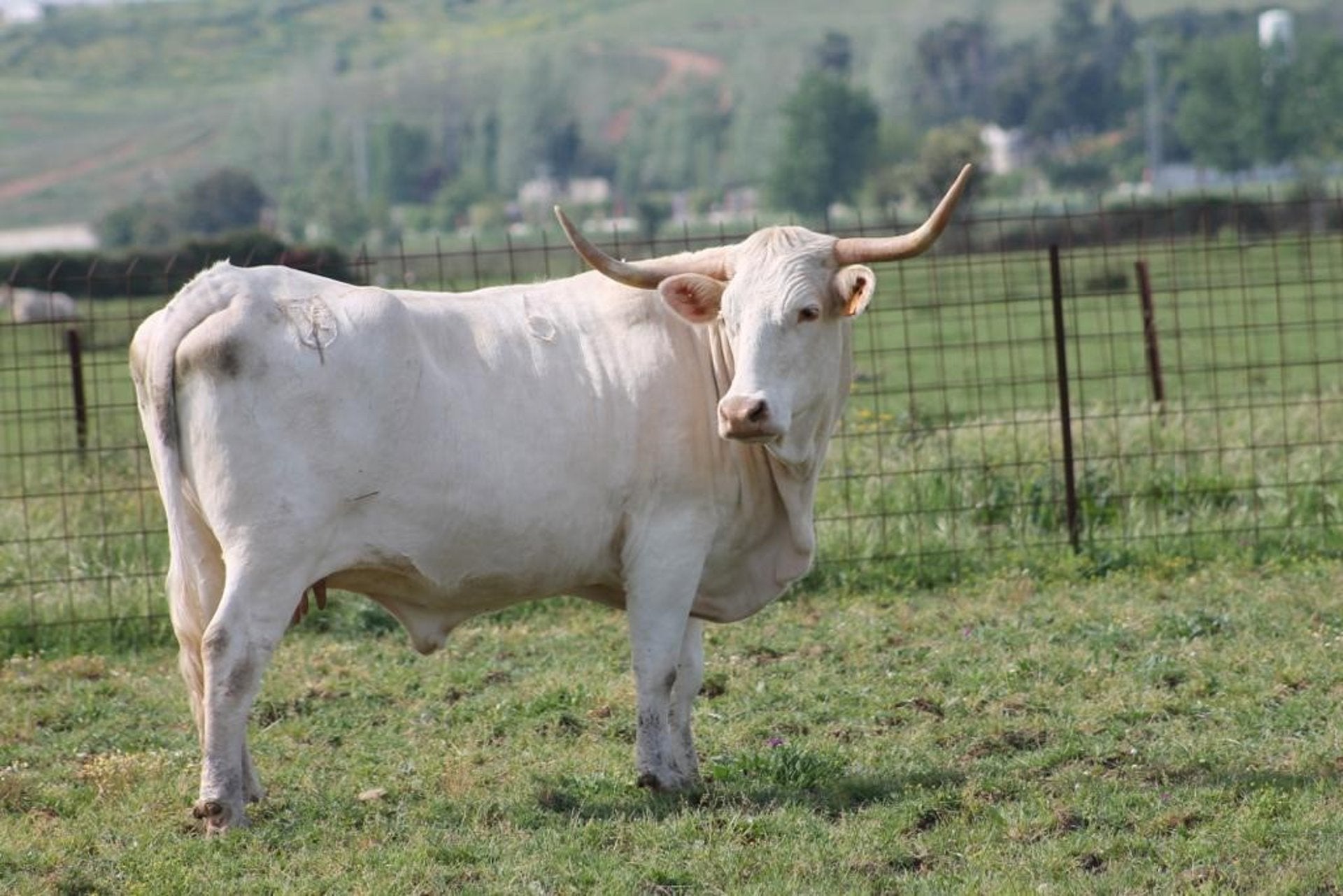 La Junta de Extremadura abona un millón de euros en ayudas a 173 ganaderos para la cría en pureza de razas autóctonas La Junta de Extremadura abona un millón de euros en ayudas a 173 ganaderos para la cría en pureza de razas autóctonas