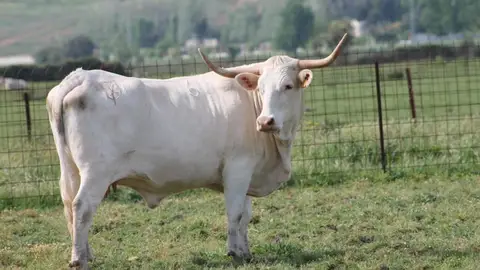 La Junta de Extremadura abona un millón de euros en ayudas a 173 ganaderos para la cría en pureza de razas autóctonas La Junta de Extremadura abona un millón de euros en ayudas a 173 ganaderos para la cría en pureza de razas autóctonas