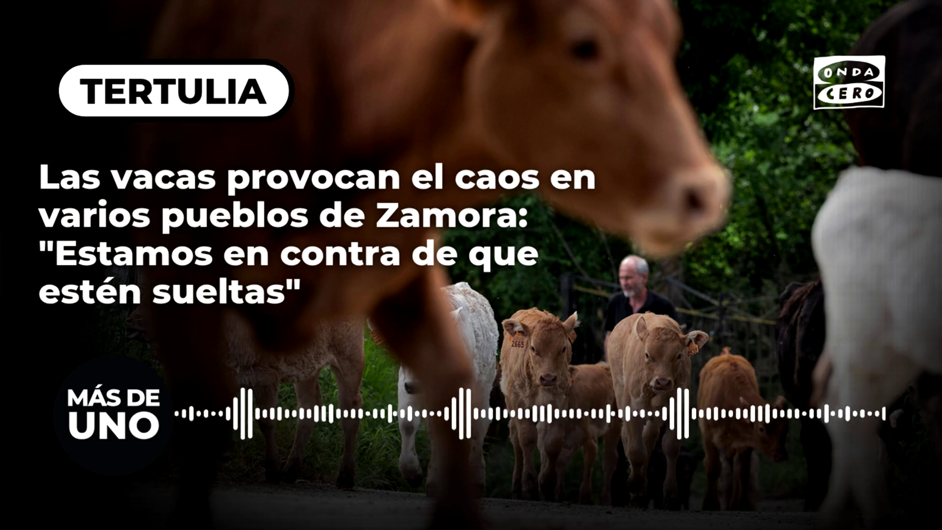 Las vacas provocan el caos en un pueblo de Zamora: "Estamos en contra de que estén sueltas" Las vacas provocan el caos en un pueblo de Zamora: "Estamos en contra de que estén sueltas"