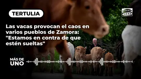 Las vacas provocan el caos en un pueblo de Zamora: "Estamos en contra de que estén sueltas" Las vacas provocan el caos en un pueblo de Zamora: "Estamos en contra de que estén sueltas"