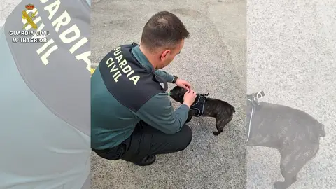 Agente de la Guardia Civil con uno de los cachorros Agente de la Guardia Civil con uno de los cachorros