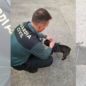 Agente de la Guardia Civil con uno de los cachorros