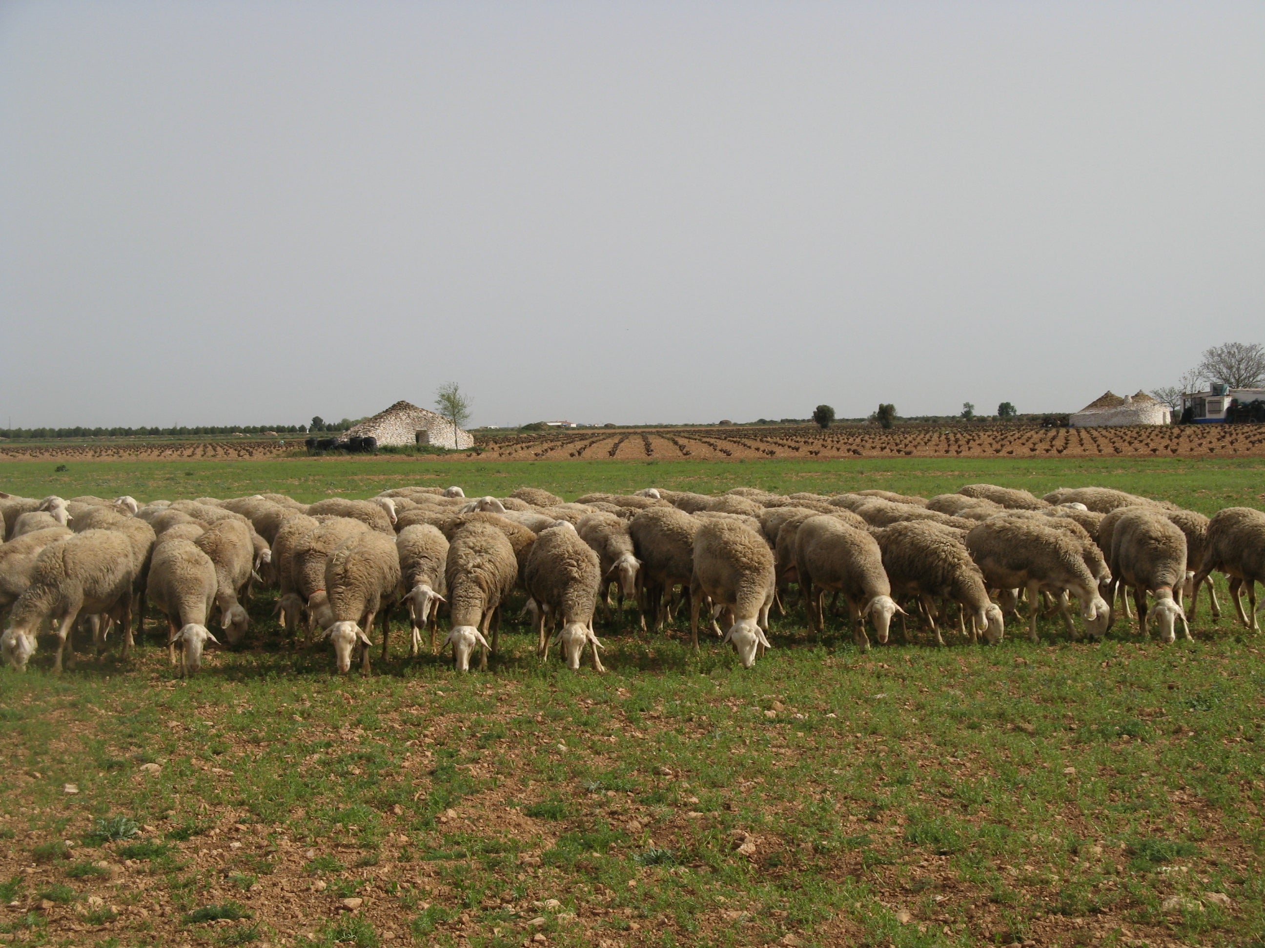 UGI advierte que en solo un par de años las jubilaciones pueden dejar al sector ganadero de la provincia de Ciudad Real en mínimos históricos UGI advierte que en solo un par de años las jubilaciones pueden dejar al sector ganadero de la provincia de Ciudad Real en mínimos históricos
