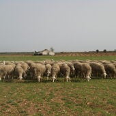 Ovejas manchegas pastando