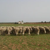 Ovejas manchegas pastando Ovejas manchegas pastando