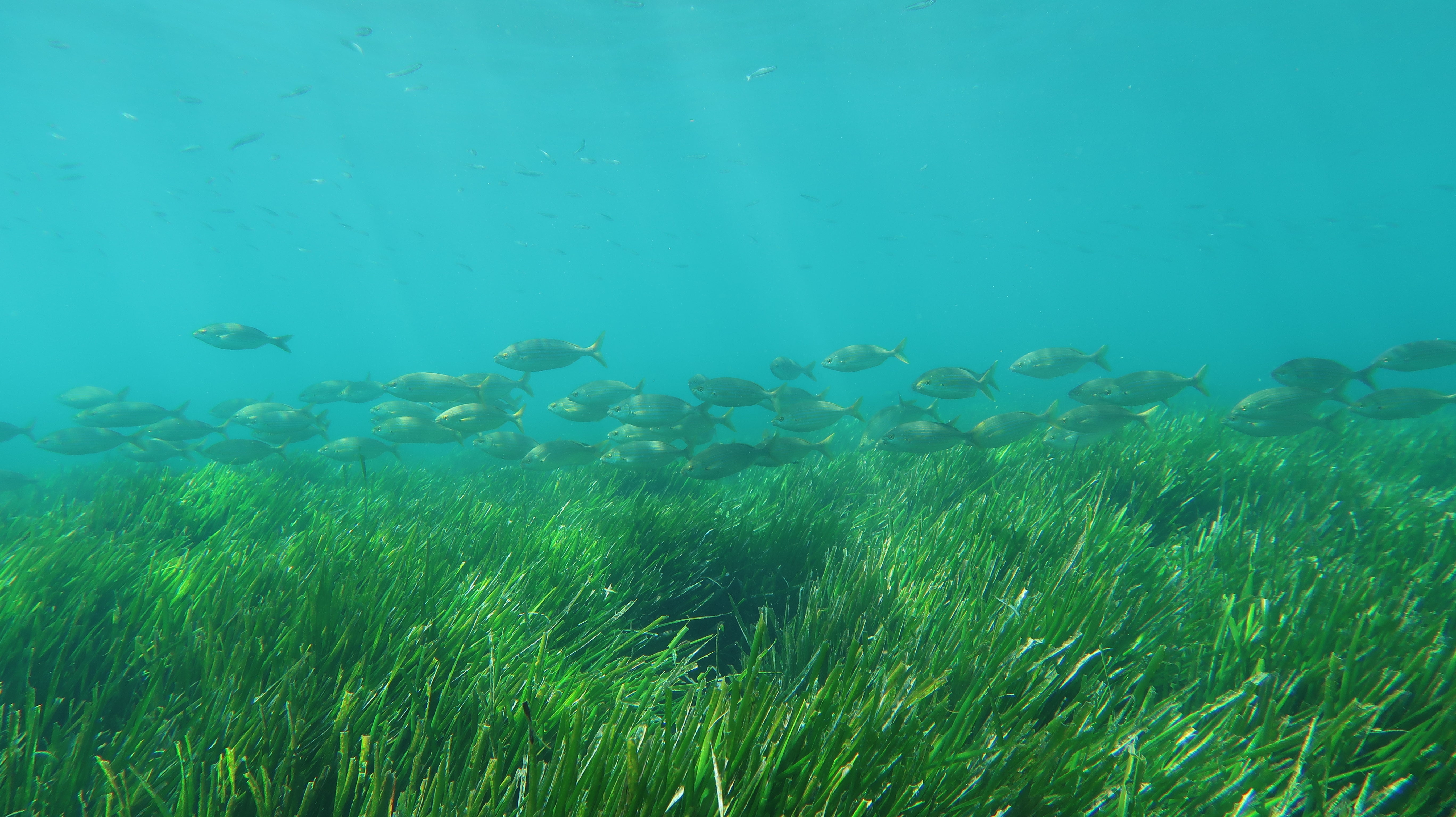 Dos nuevos proyectos reforzarán la conservación de praderas marinas y arrecifes costeros en el Mediterráneo español Dos nuevos proyectos reforzarán la conservación de praderas marinas y arrecifes costeros en el Mediterráneo español